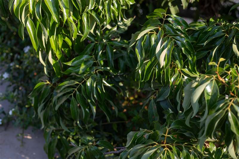 Tropical green foliage in estate garden